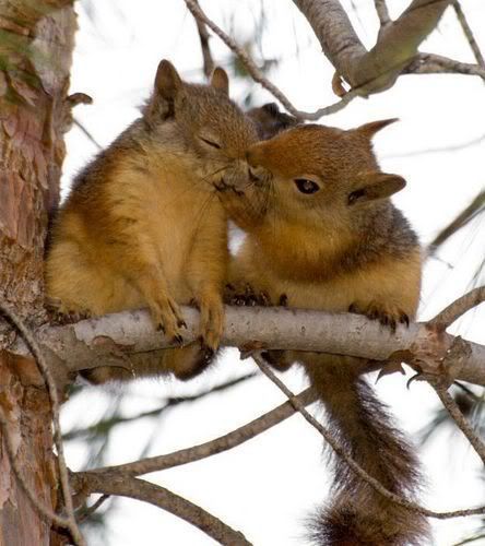 little squirrels. Pictures, Images and Photos