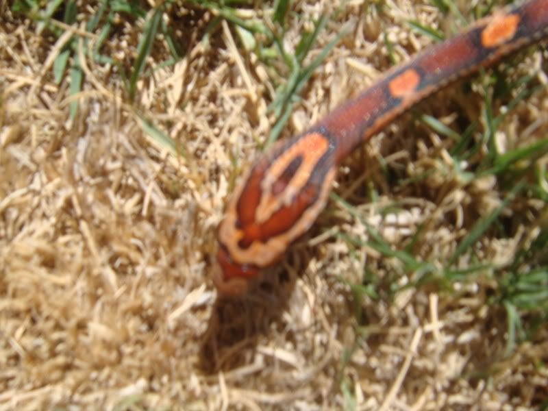 DSC03122.jpg