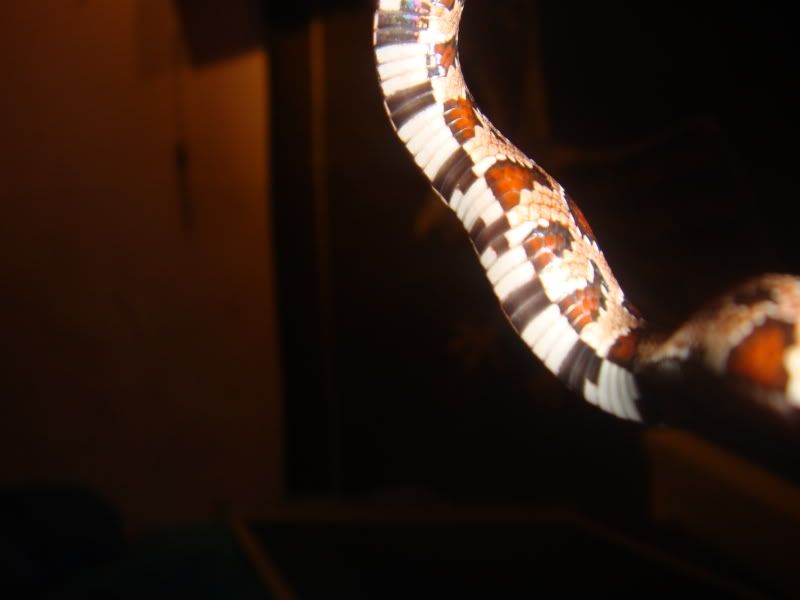 DSC03126.jpg