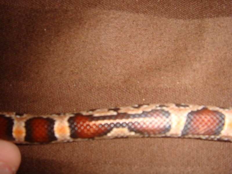 DSC03129.jpg