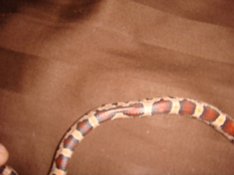 DSC03130.jpg