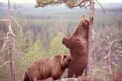 Ursos