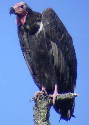 Red-headed_vulture.jpg