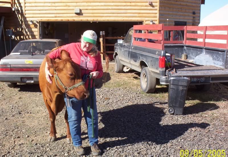 Stanchion plans - Cattle