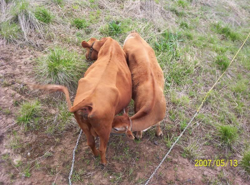 Age to slaughter steer? - Cattle