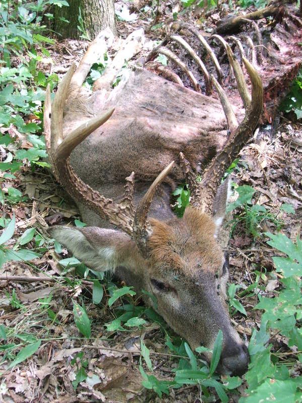 How Long Before Buzzards Find Dead Deer 