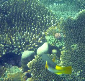 coral21.jpg picture by bingsheng
