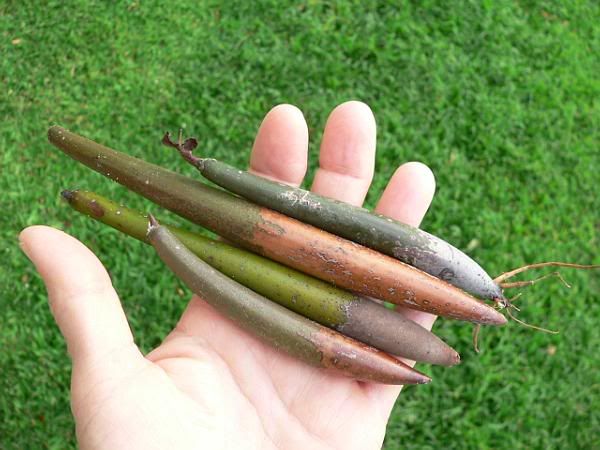 mangroveseeds.jpg picture by bingsheng