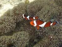 snorking.jpg picture by bingsheng