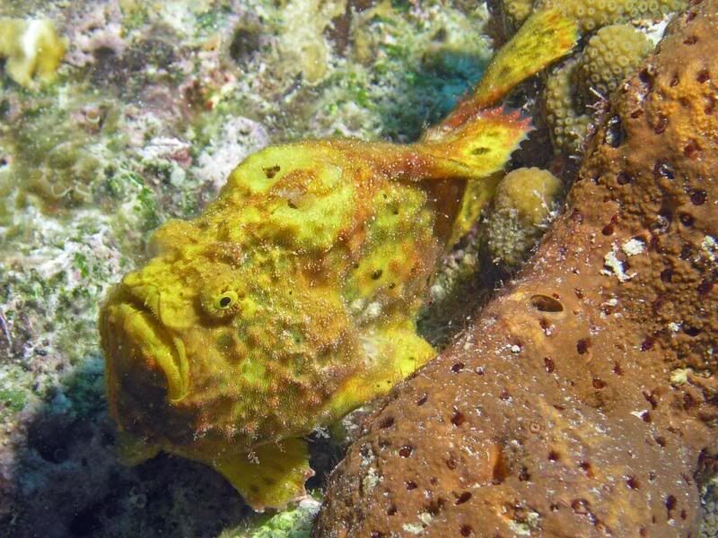 FrogFish1.jpg