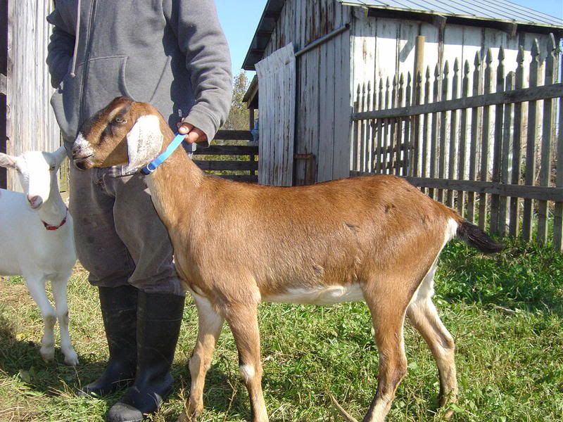 just listed on barter board.. - Goats