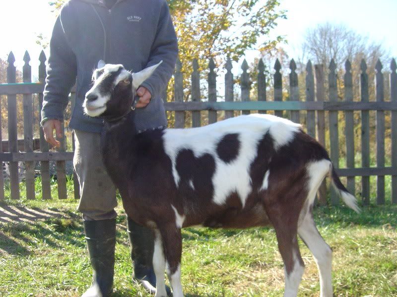 just listed on barter board.. - Goats