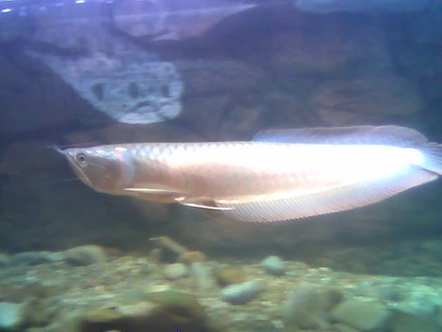 arowana.jpg