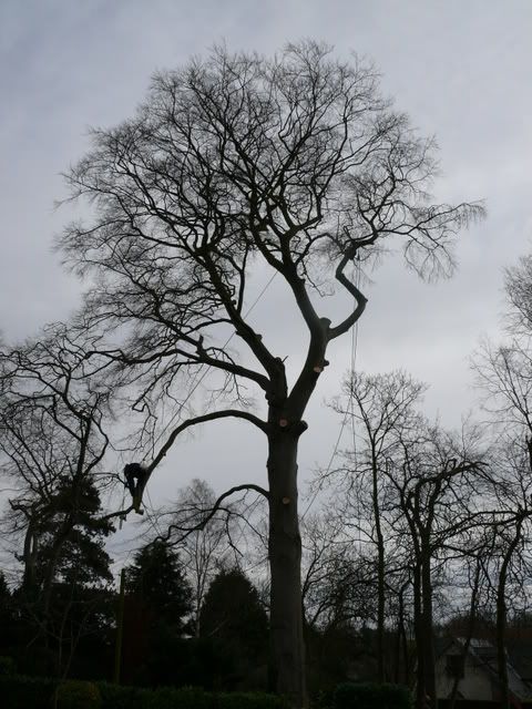 Rattlesden_Beech021.jpg