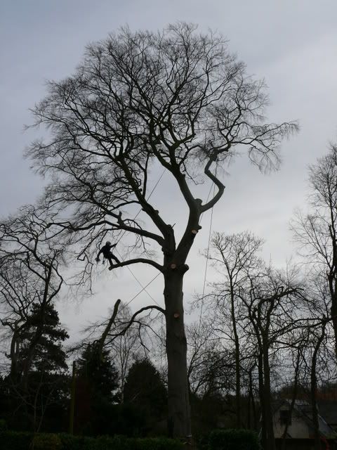 Rattlesden_Beech026.jpg