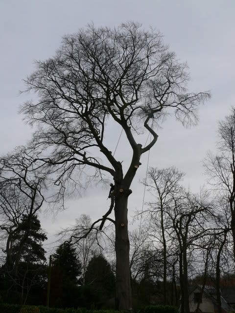 Rattlesden_Beech028.jpg