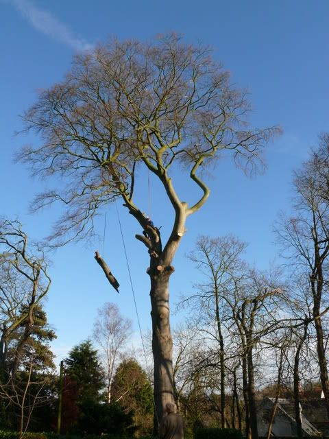 Rattlesden_Beech040.jpg