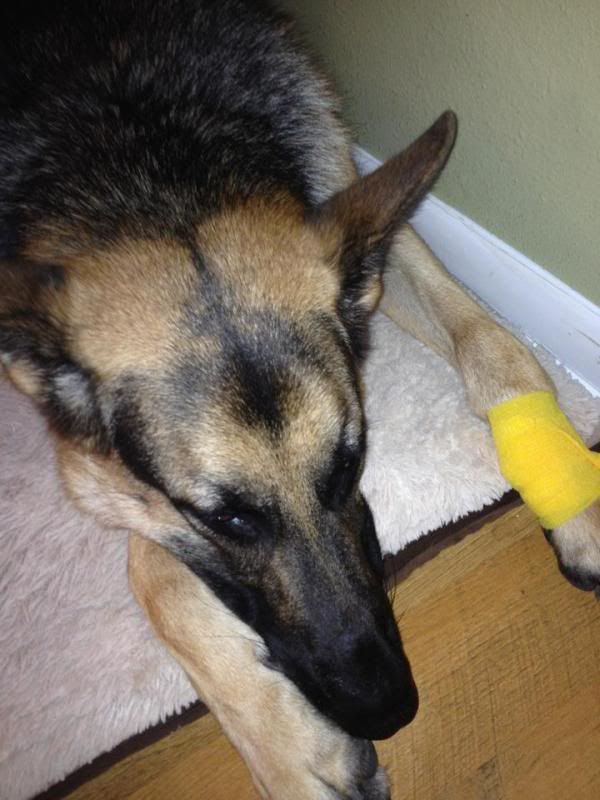 Dew Claw Injury German Shepherds Forum