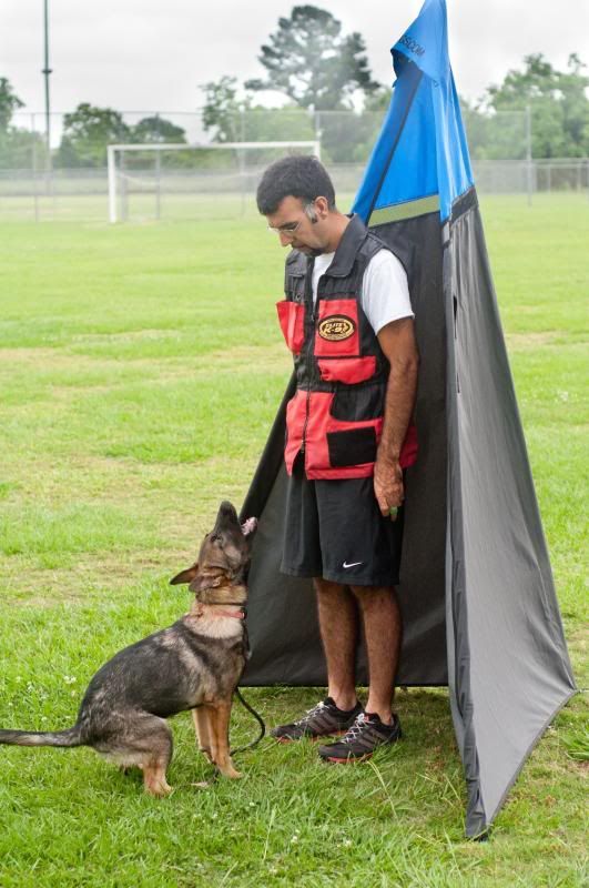 Bark and hold 20 weeks German Shepherds Forum