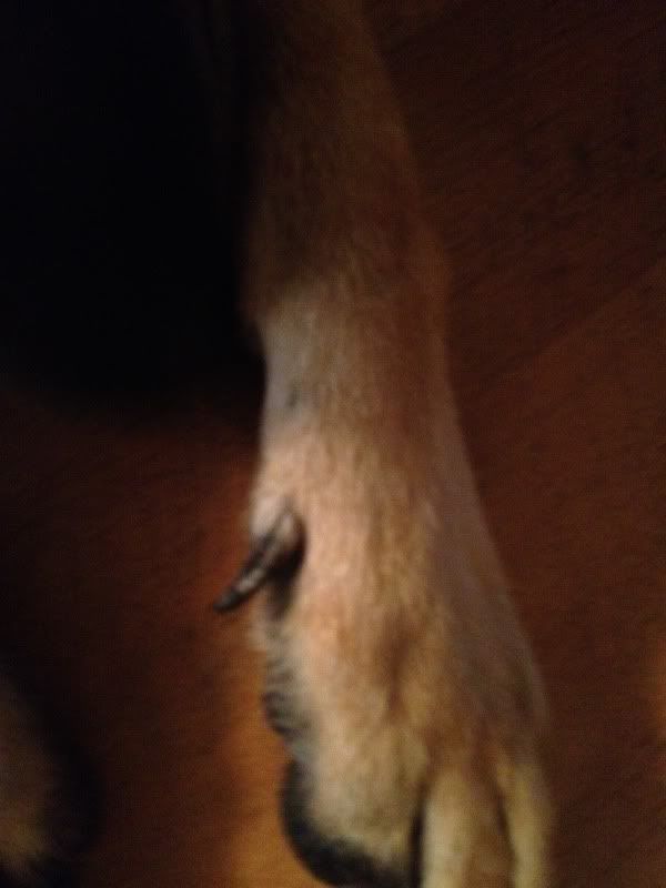 Dew Claw Injury German Shepherd Dog Forums
