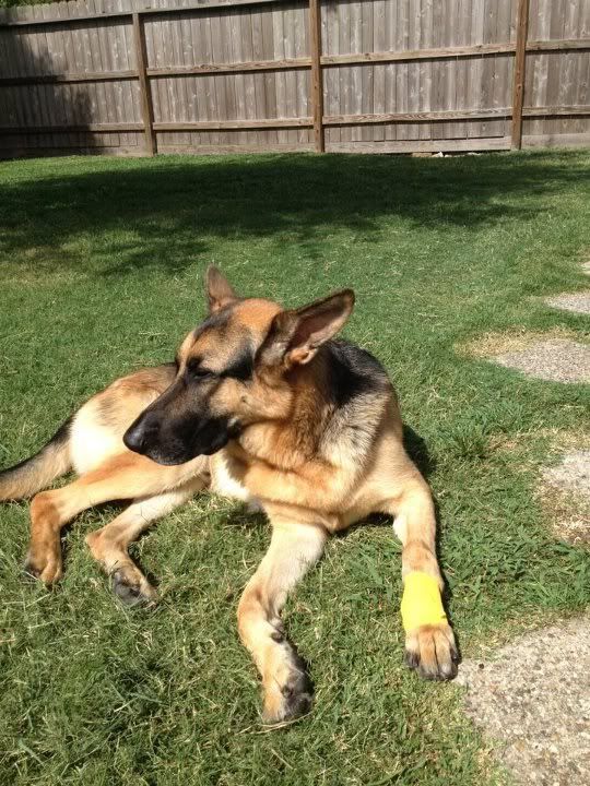 Dew Claw Injury German Shepherds Forum