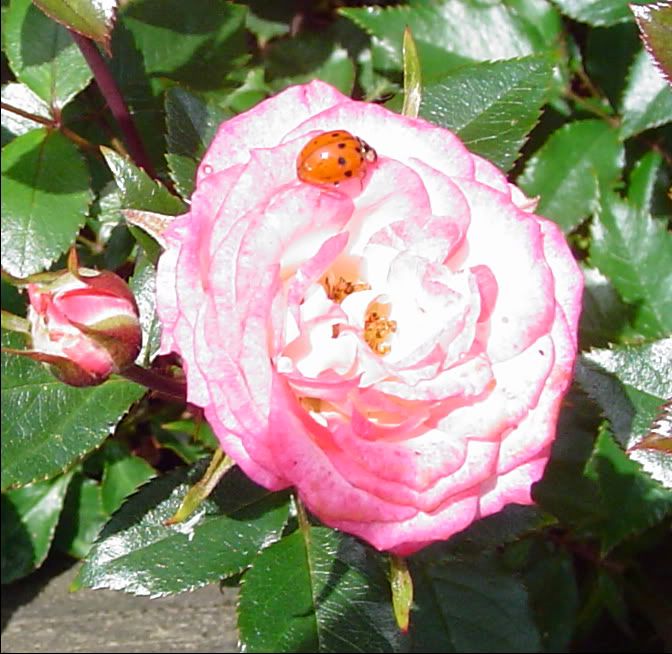 rose gardens photo: Rose and Ladybug DSC00267.jpg