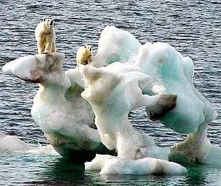 Polar bears in Summer