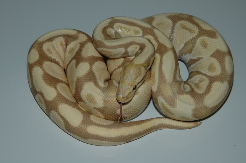 Candy Ball Python