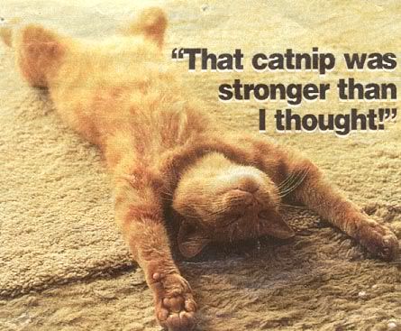 catnip