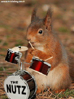 Animated_Gifs_Collection_band-drums-squirell-the_nuts_zps9ad66ba6.gif