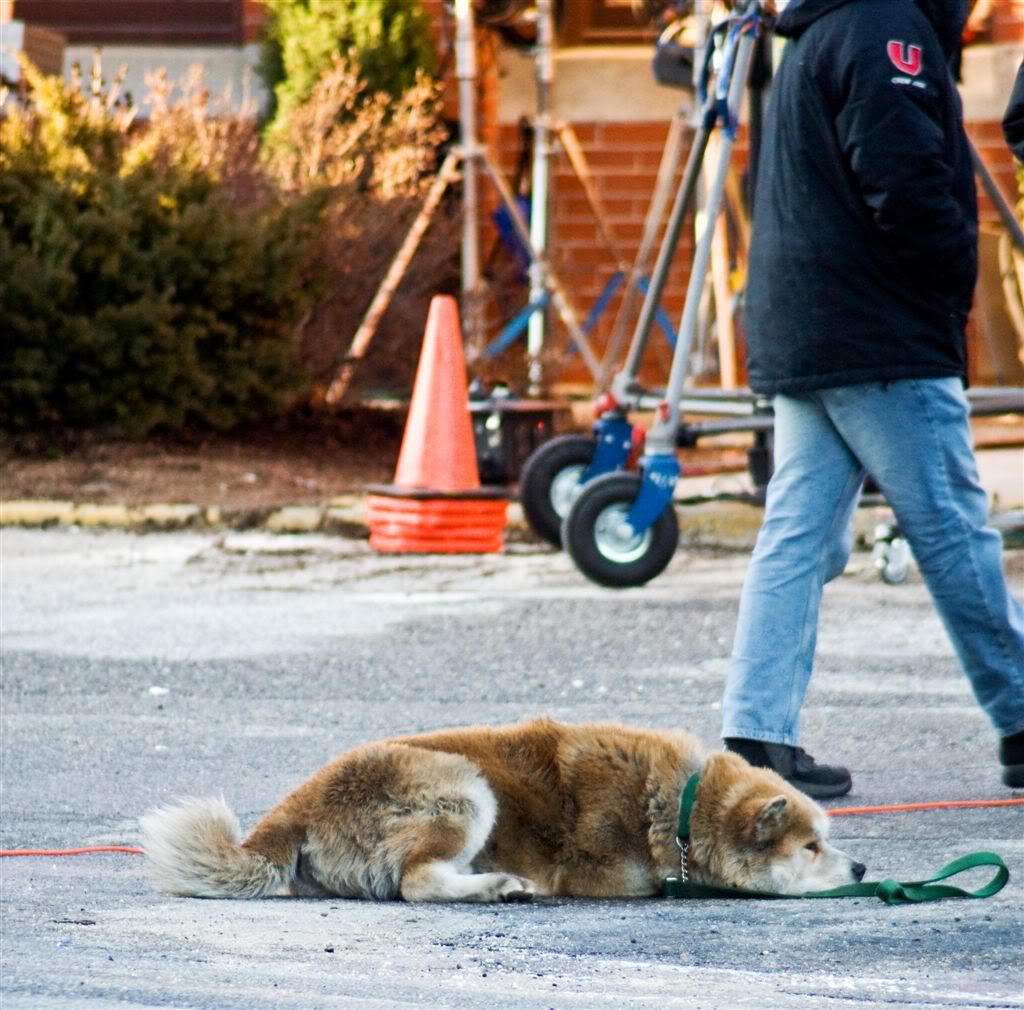 "Getting Ready" - Setting up a shot. The fuzzy bit is a stuffed dog.