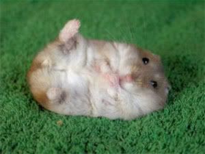 http://i62.photobucket.com/albums/h113/lonemtnwolf/toomuchcute.jpg