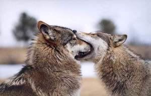 http://i62.photobucket.com/albums/h113/lonemtnwolf/wolfneedamint.jpg