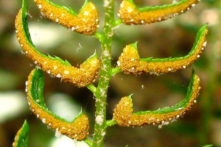Fern Spores