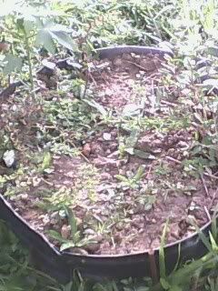 IMG0020A.jpg