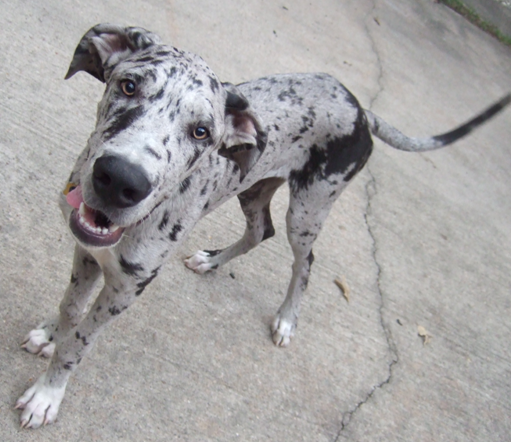great dane pooping in house