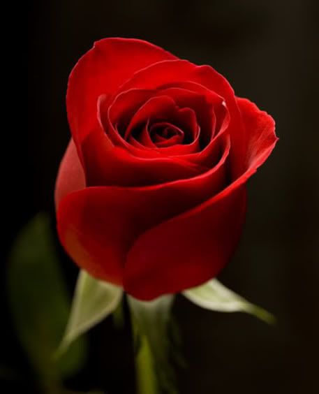 RED ROSE 457BY564 Pictures, Images and Photos