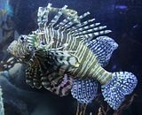 th_Lionfish_zpsqapl5ypr.jpg