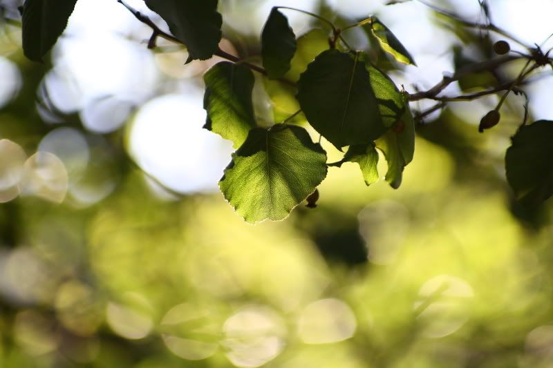 IMAGE: http://i62.photobucket.com/albums/h117/Artekka/Downtown1/DtownMercy0008.jpg