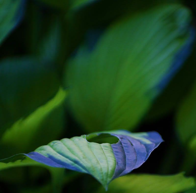 IMAGE: http://i62.photobucket.com/albums/h117/Artekka/Downtown1/Leaf1.jpg