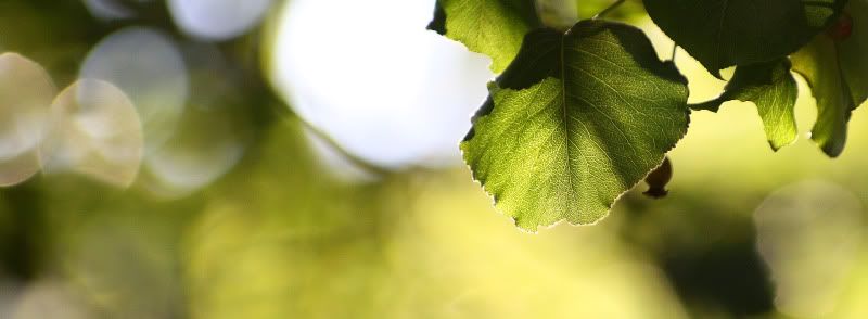 IMAGE: http://i62.photobucket.com/albums/h117/Artekka/Downtown1/Leaves1HCrop.jpg
