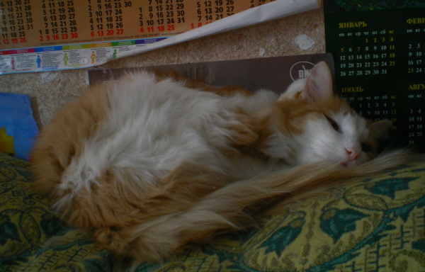 schattenj?ger Photobucket