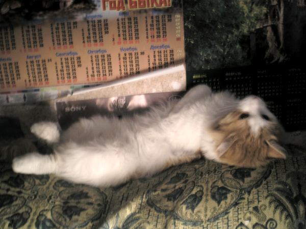 schattenj?ger Photobucket