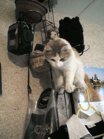 schattenj?ger Photobucket