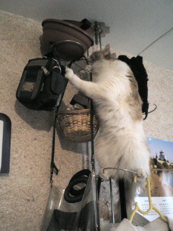 schattenj?ger Photobucket