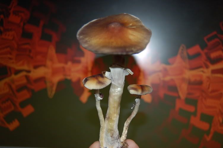 Magic Mushroom Hunting in Victoria Mushroom Hunting and