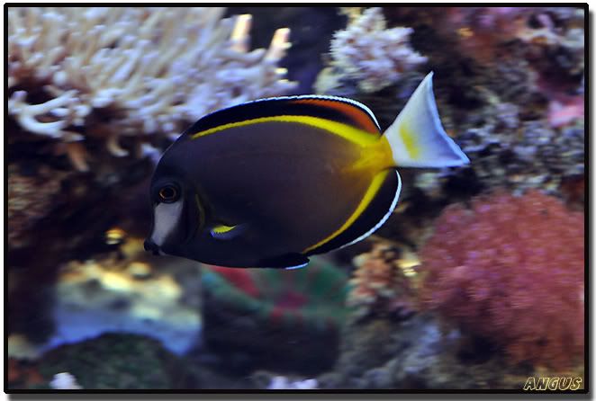 Acanthurus_japonicus.jpg