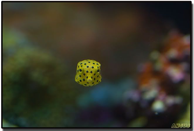 boxfish.jpg