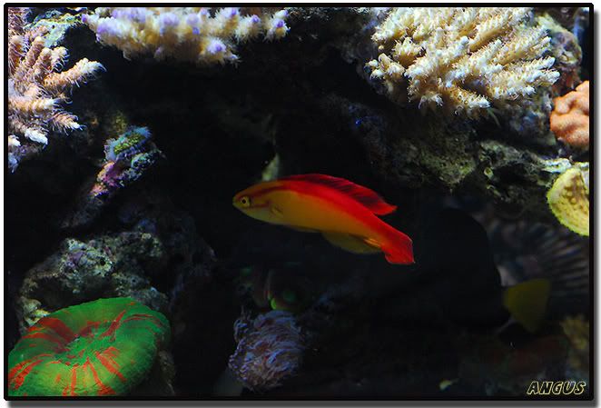 flamewrasse.jpg