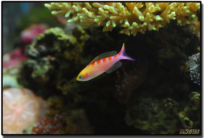 lorisanthias-1.jpg